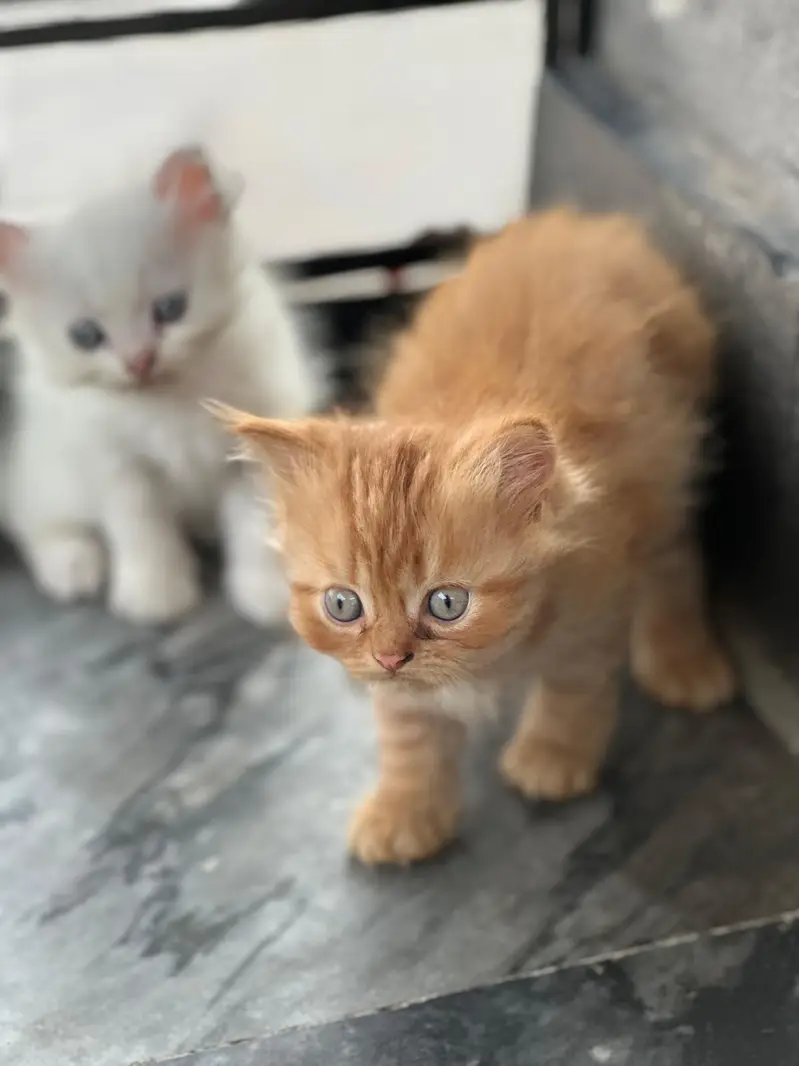 beautiful doll face kittens — photo 5