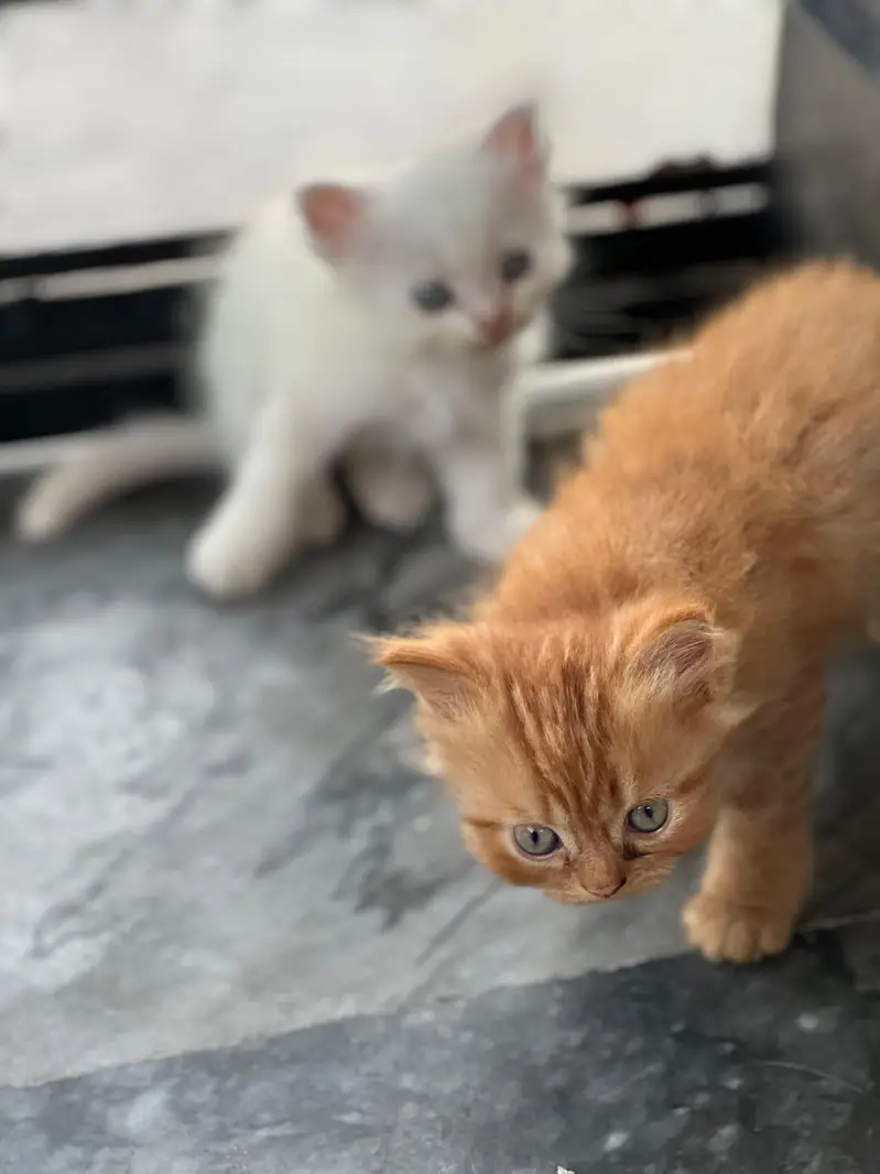 beautiful doll face kittens — photo 6