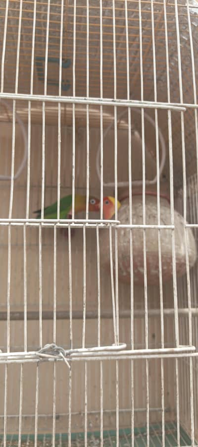 2 cage with 1 pair fisher + 1 pcs jawa