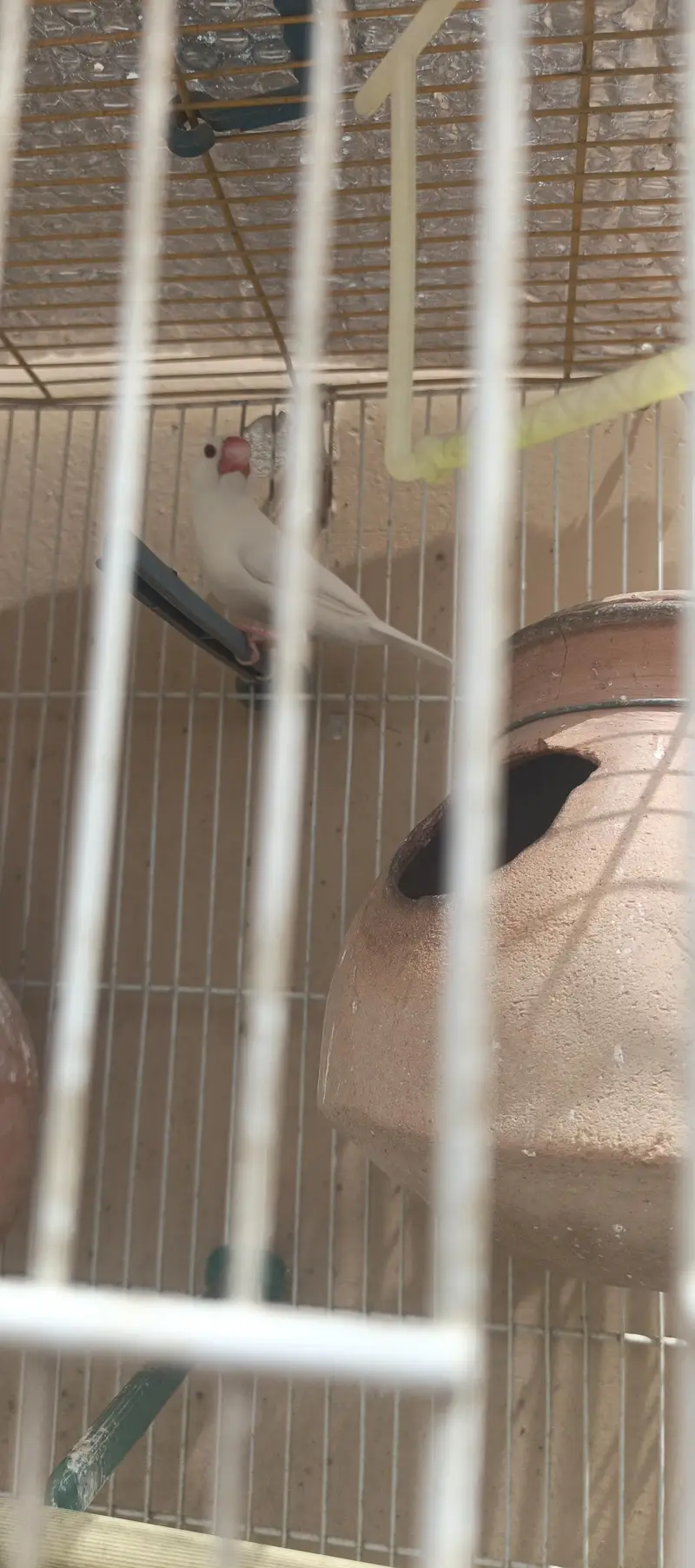 2 cage with 1 pair fisher + 1 pcs jawa — photo 2