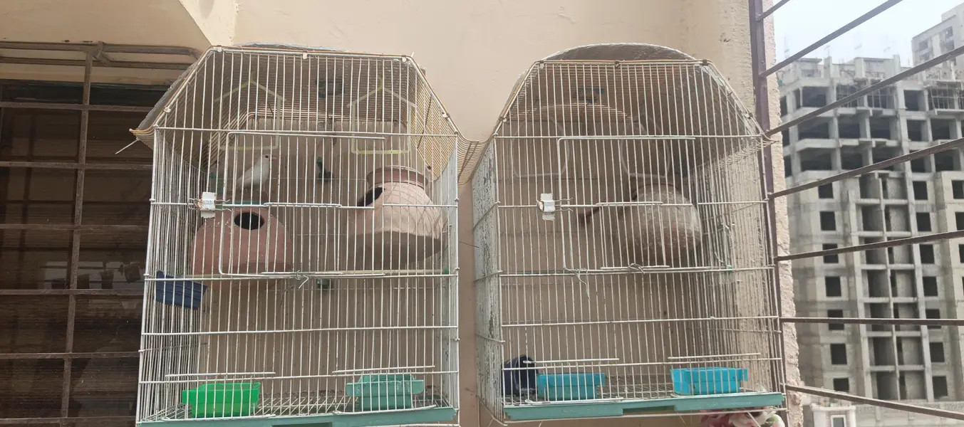2 cage with 1 pair fisher + 1 pcs jawa — photo 3