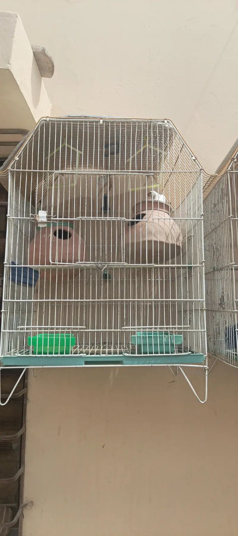 2 cage with 1 pair fisher + 1 pcs jawa — photo 4