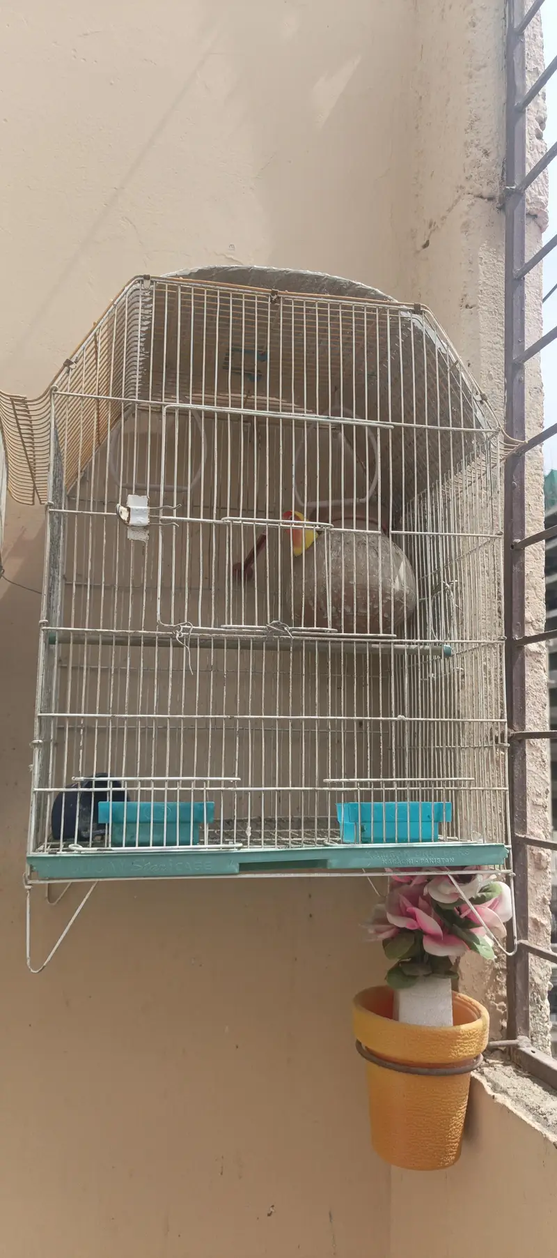2 cage with 1 pair fisher + 1 pcs jawa — photo 5