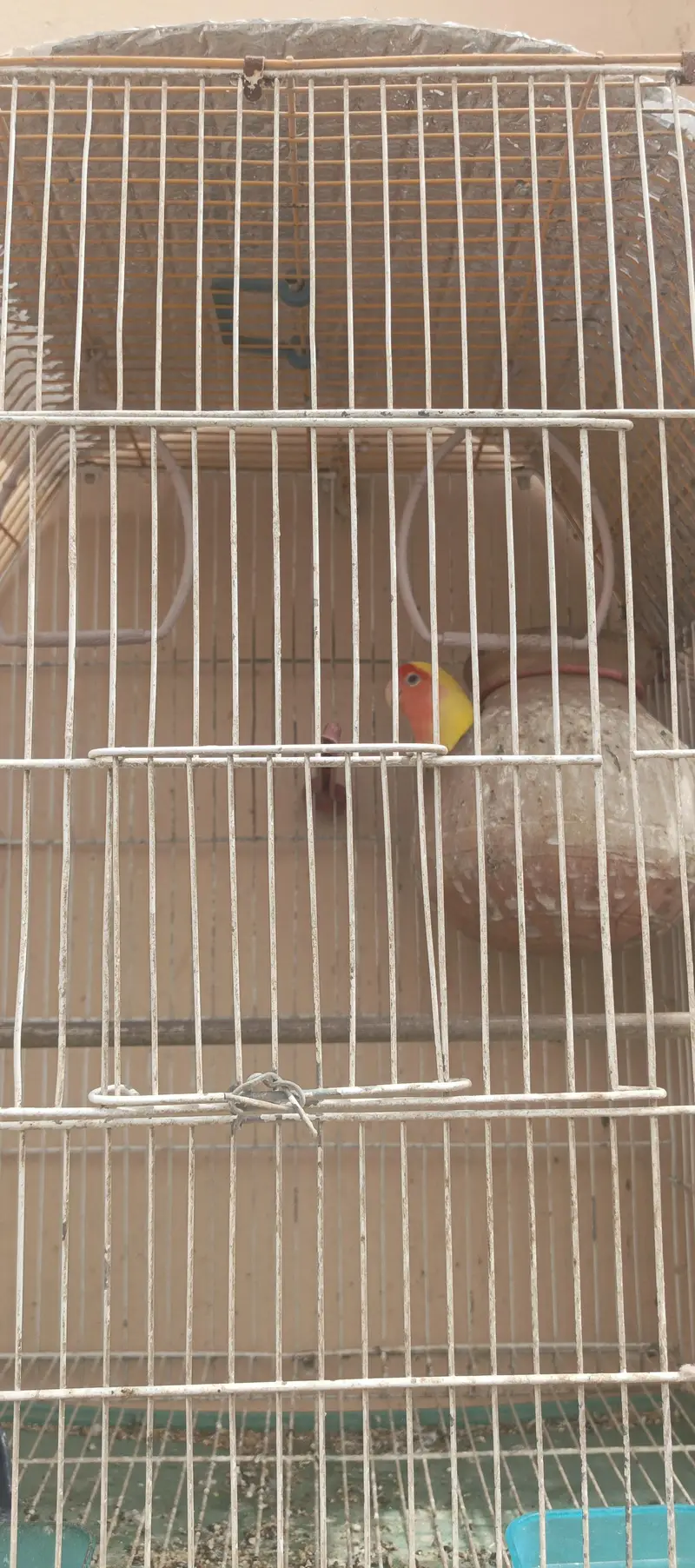 2 cage with 1 pair fisher + 1 pcs jawa — photo 6