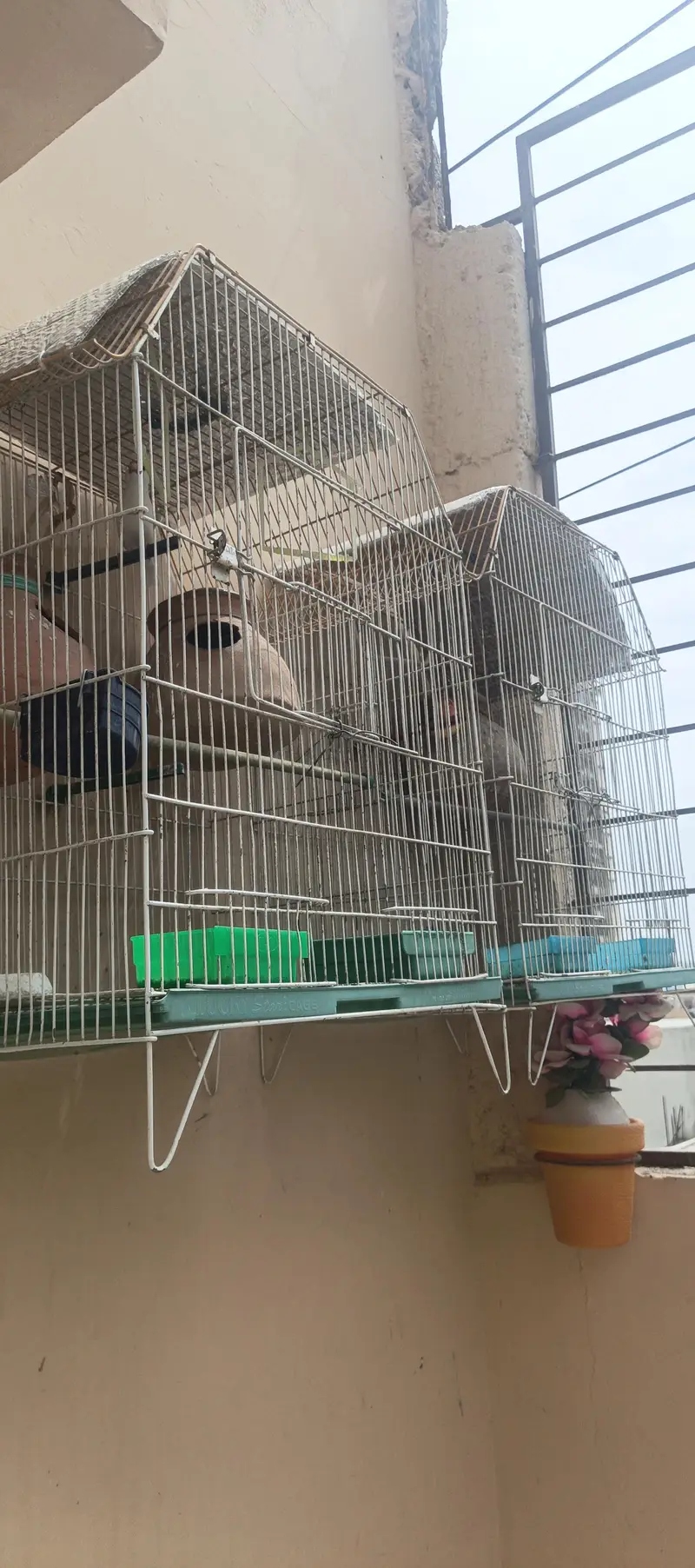 2 cage with 1 pair fisher + 1 pcs jawa — photo 7