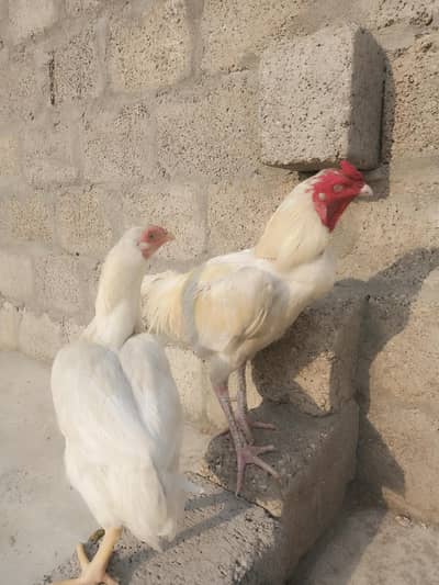 Aseel hera fertile eggs for sale