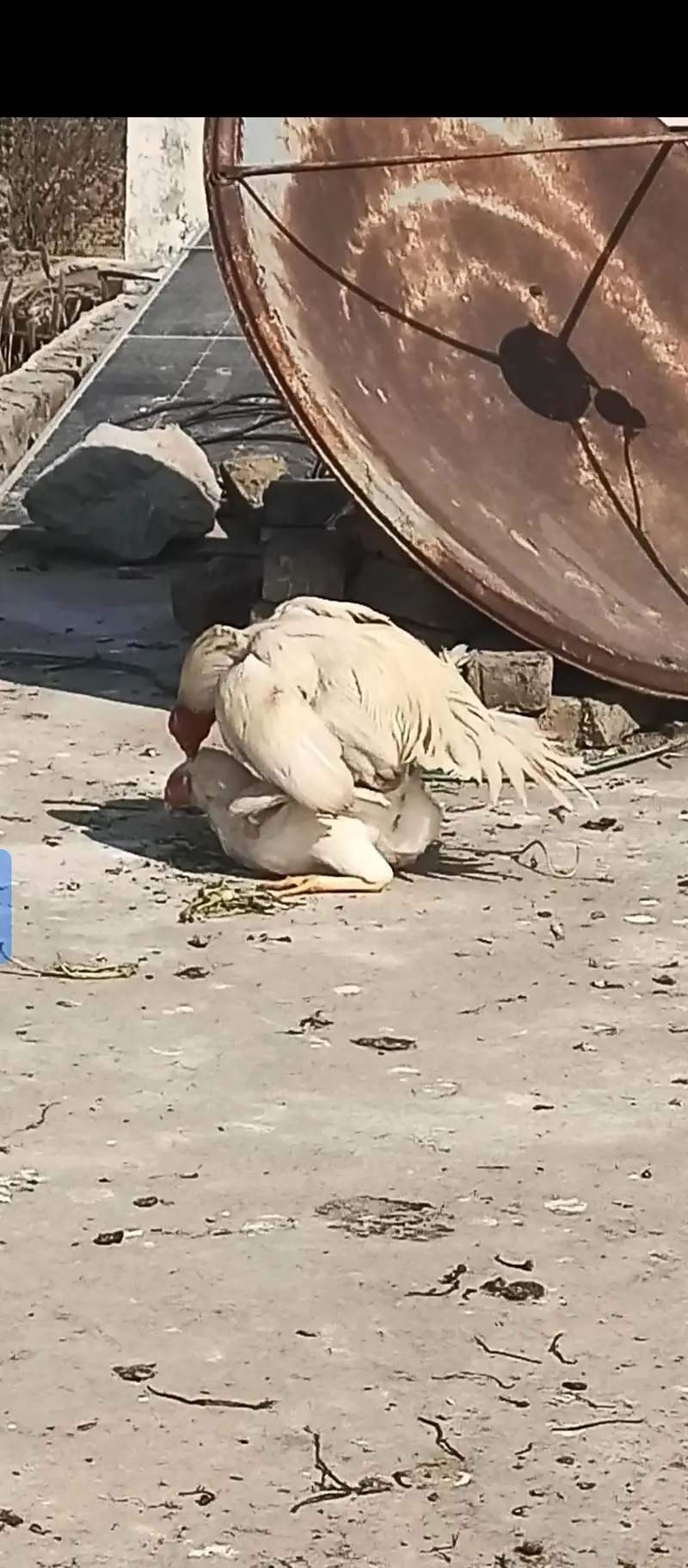 Aseel hera fertile eggs for sale — photo 2