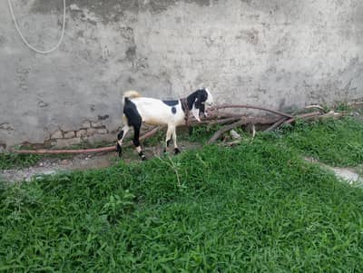 Beetal Goat for Sale in Taxila Wah Cantt