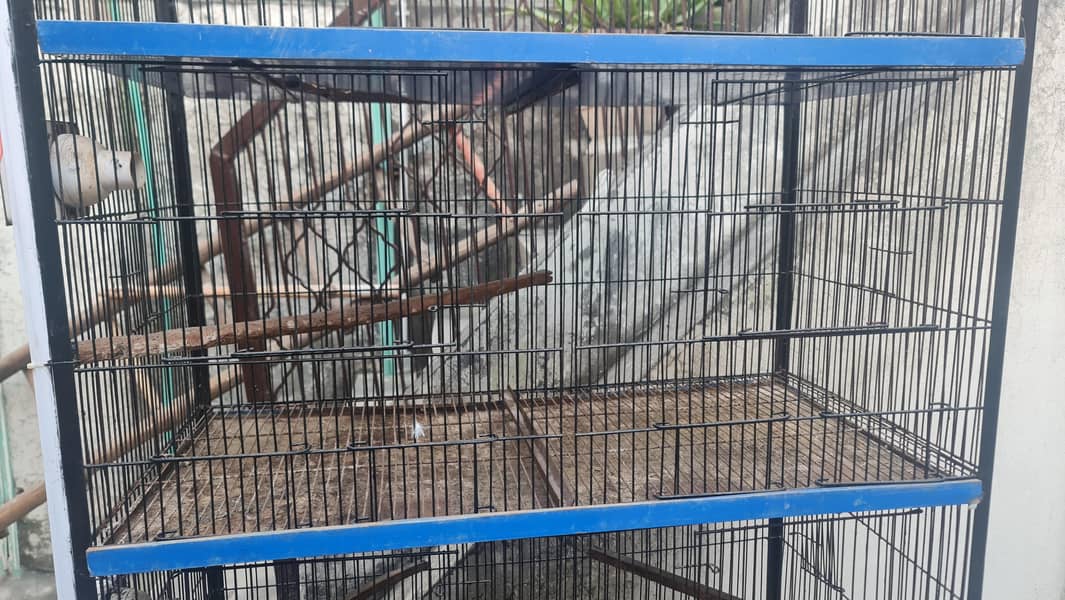 8 portion cage 6/3 2