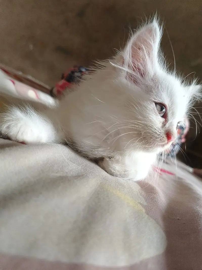 Cute Persian Cat/Kitten For Sale — photo 2