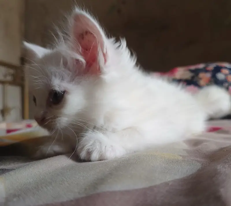 Cute Persian Cat/Kitten For Sale — photo 4