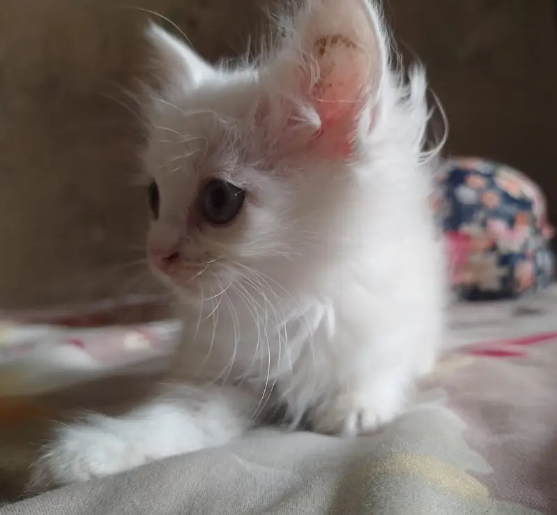 Cute Persian Cat/Kitten For Sale — photo 5