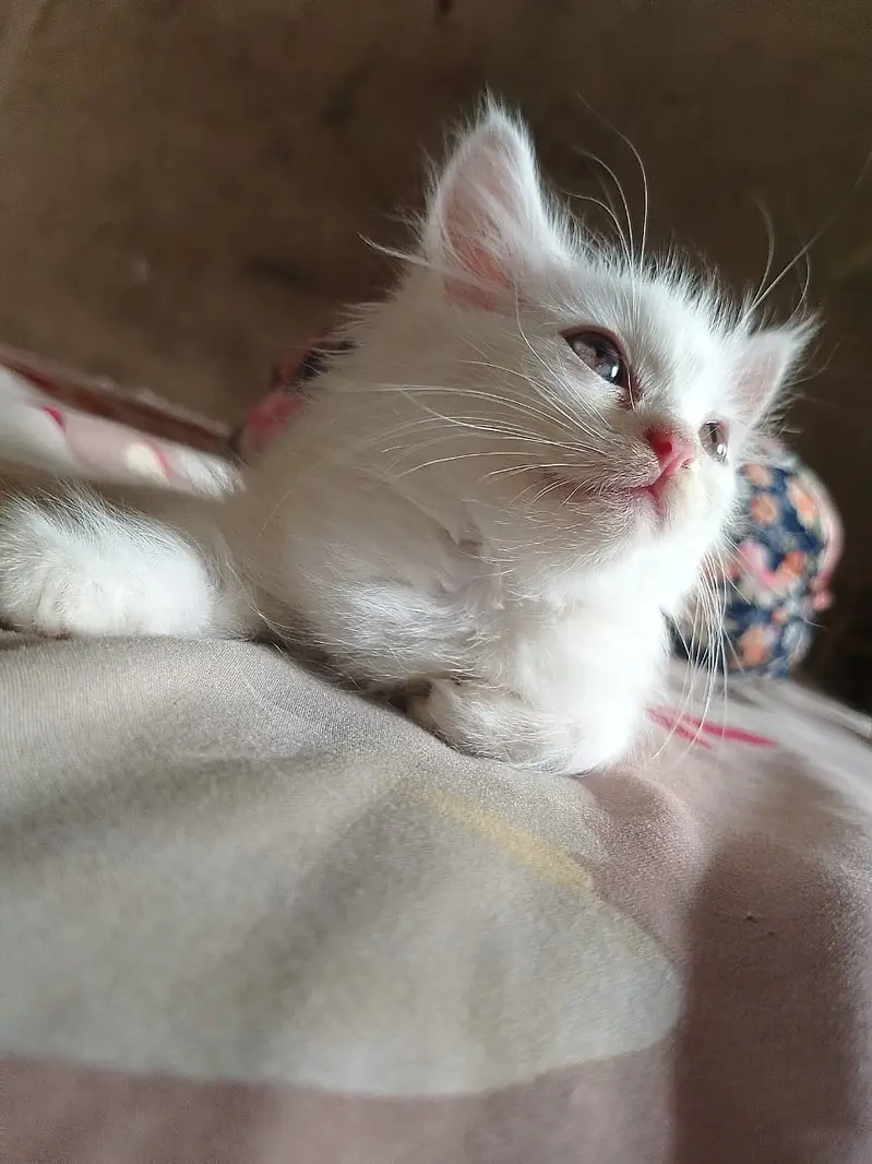 Cute Persian Cat/Kitten For Sale — photo 6