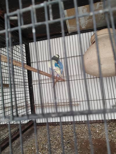 2 jori he ready for breeding