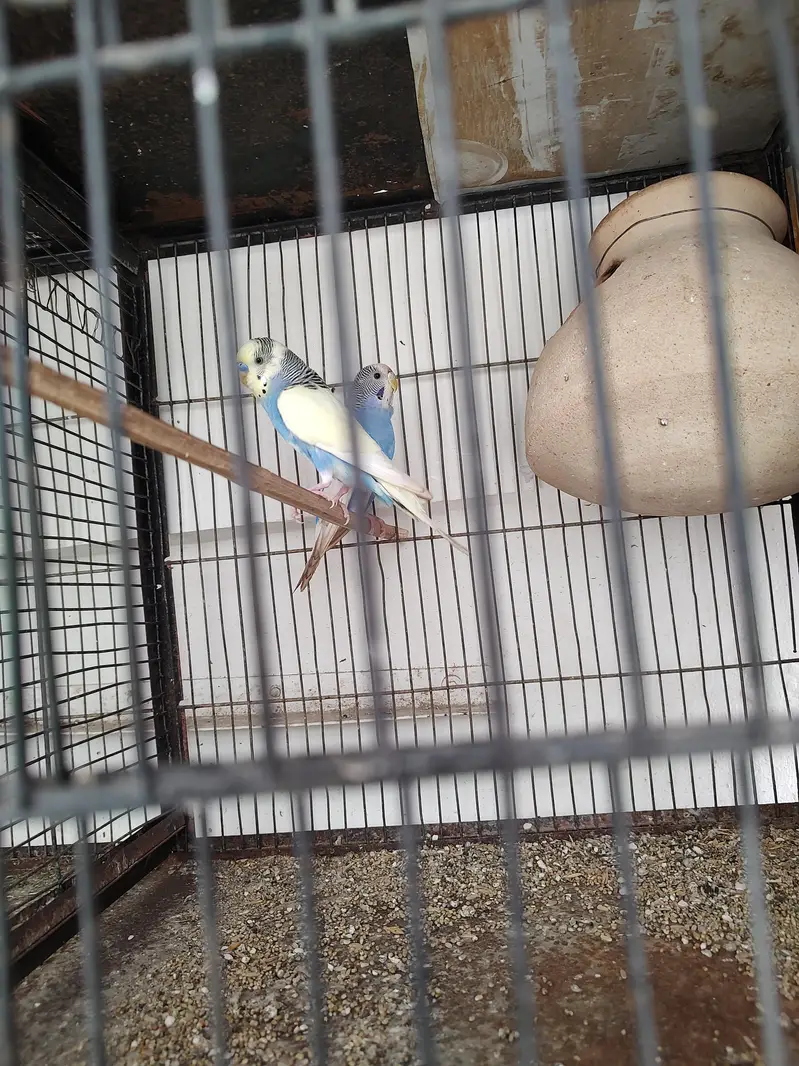 2 jori he ready for breeding — photo 2