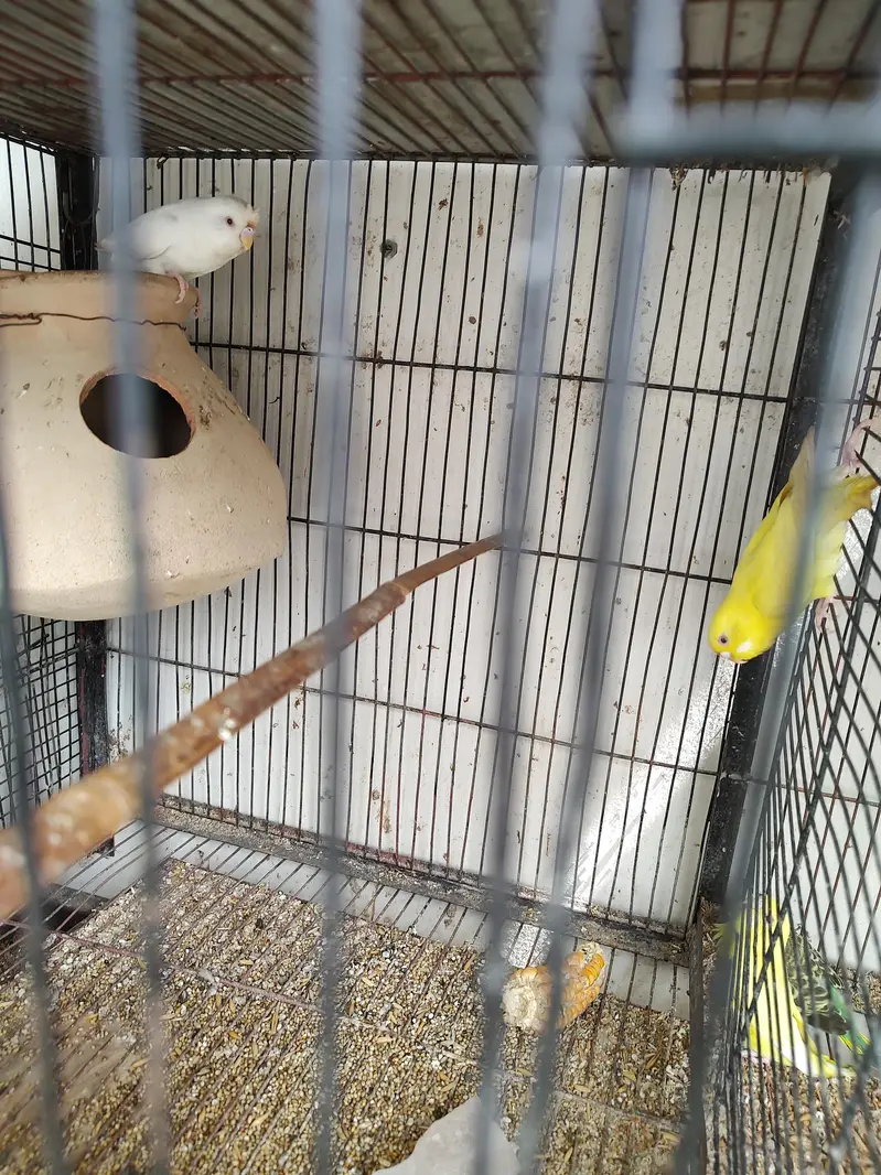 2 jori he ready for breeding — photo 3