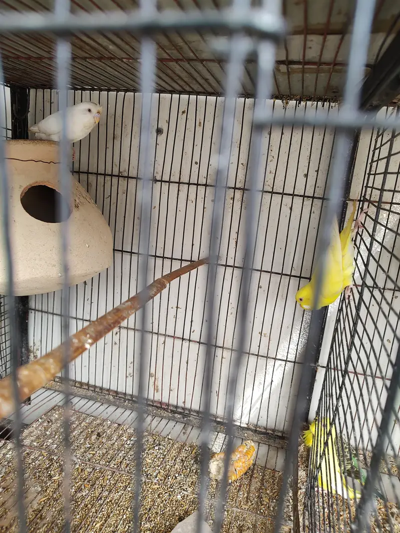 2 jori he ready for breeding — photo 4