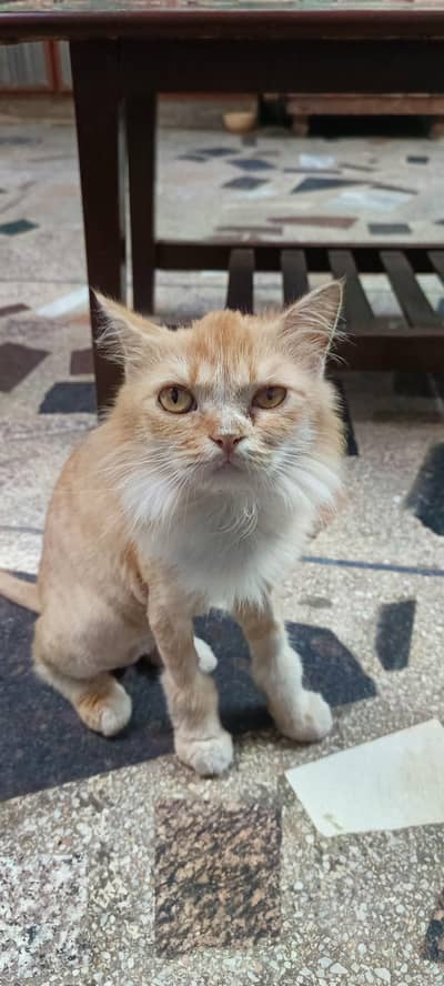 Persian Cat