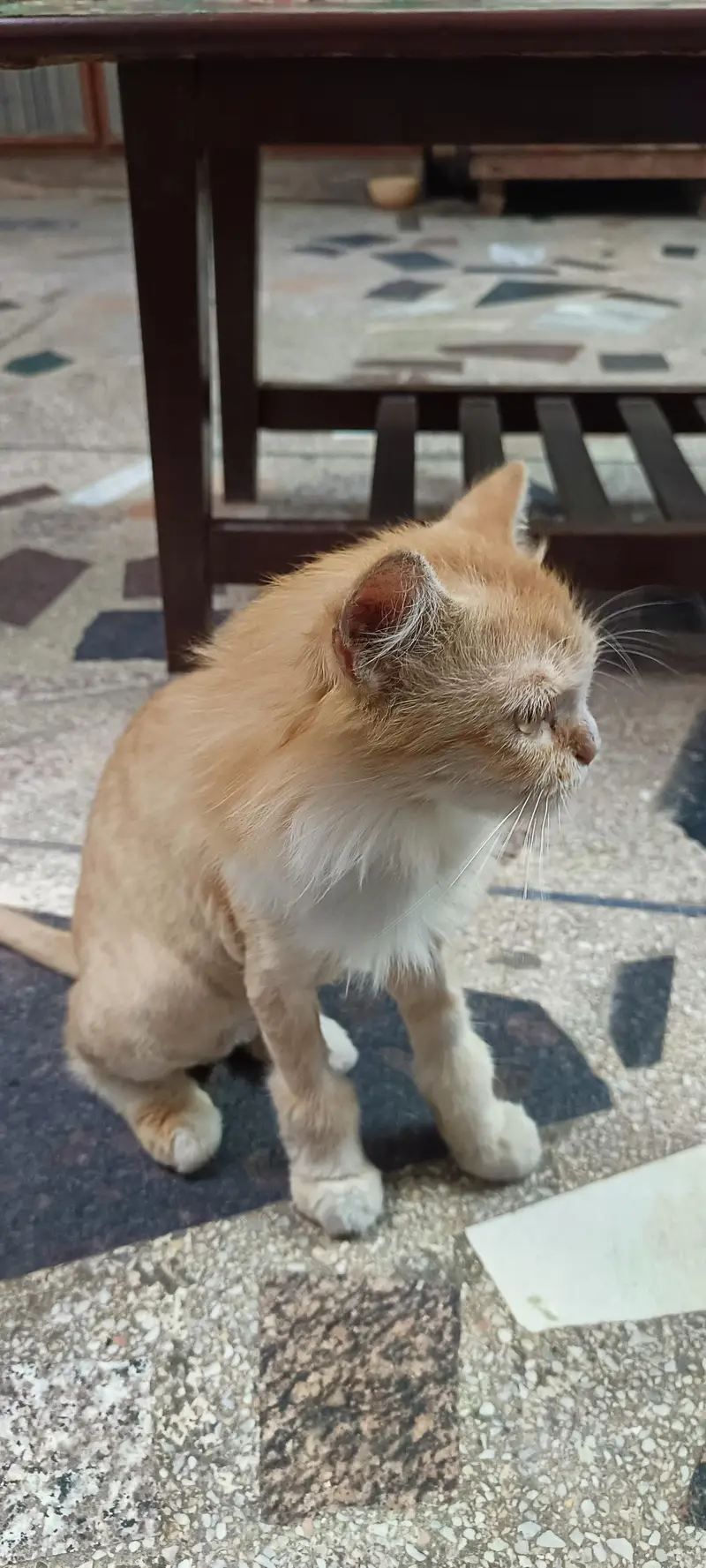Persian Cat — photo 2
