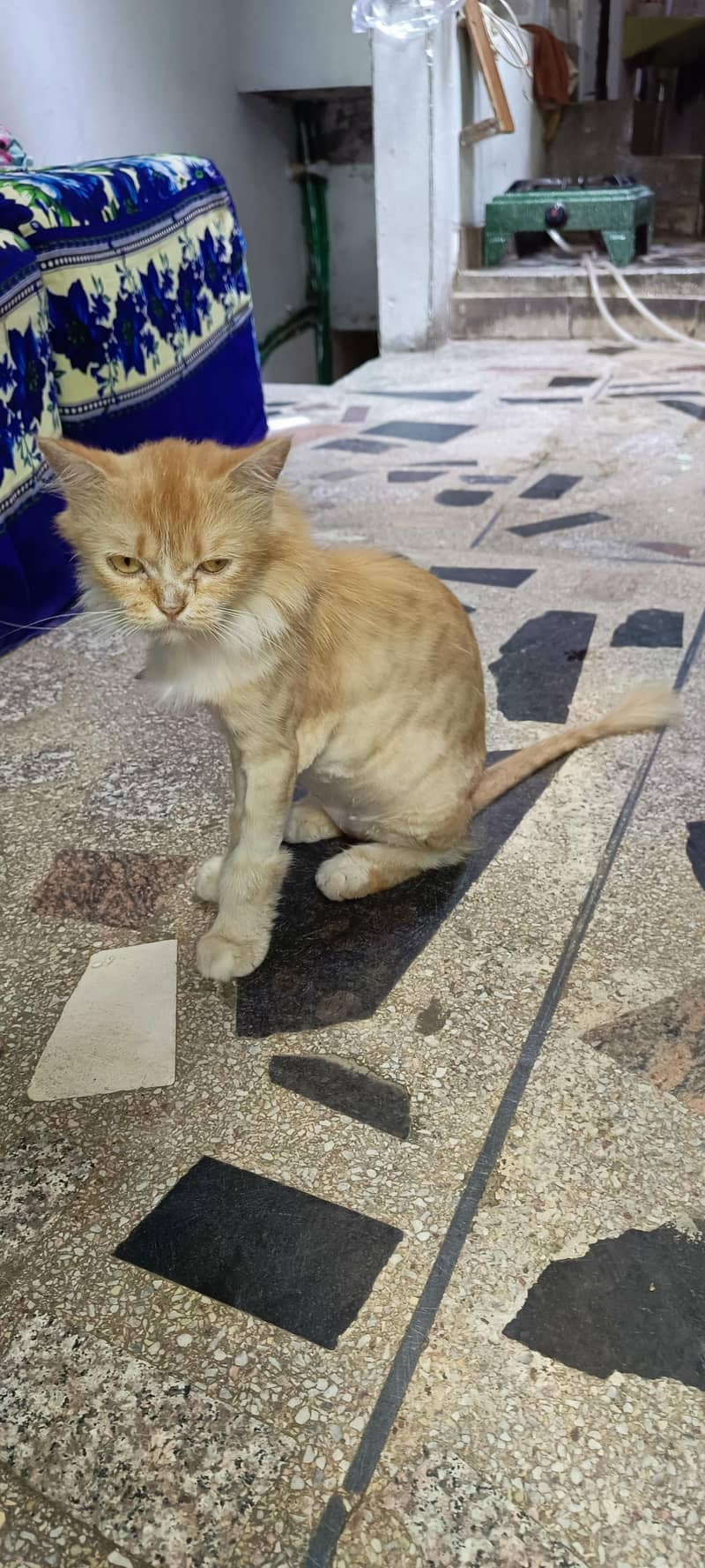 Persian Cat 2
