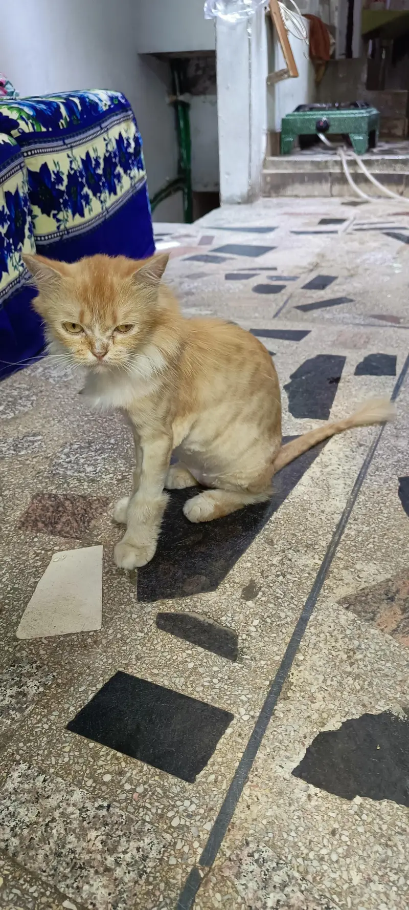 Persian Cat — photo 3