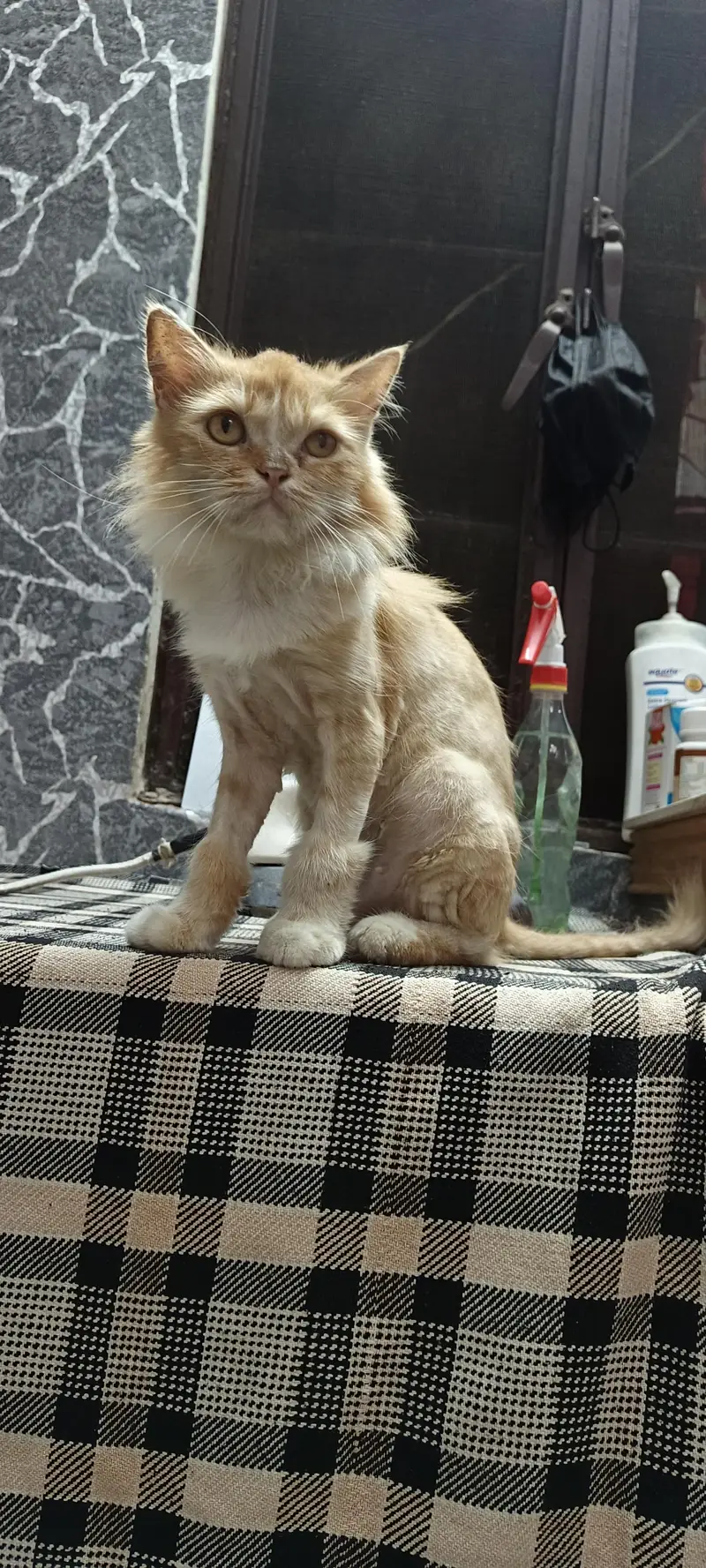 Persian Cat — photo 4