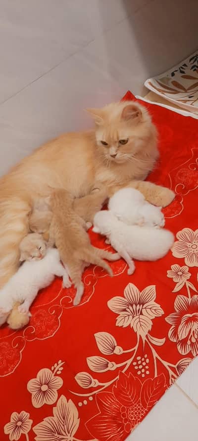 Persian Kittens — for Booking 