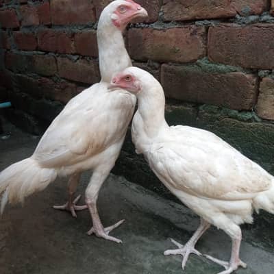 white heera