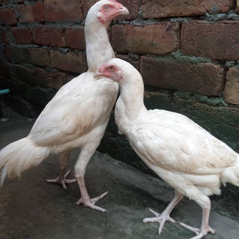 white heera 0