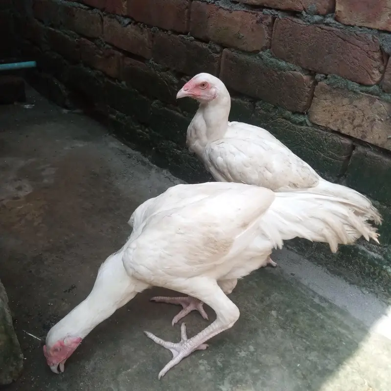 white heera — photo 2