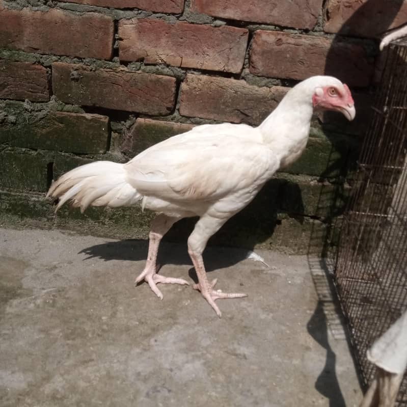 white heera 2