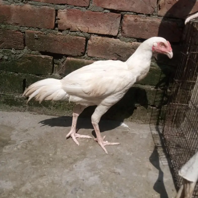 white heera — photo 3