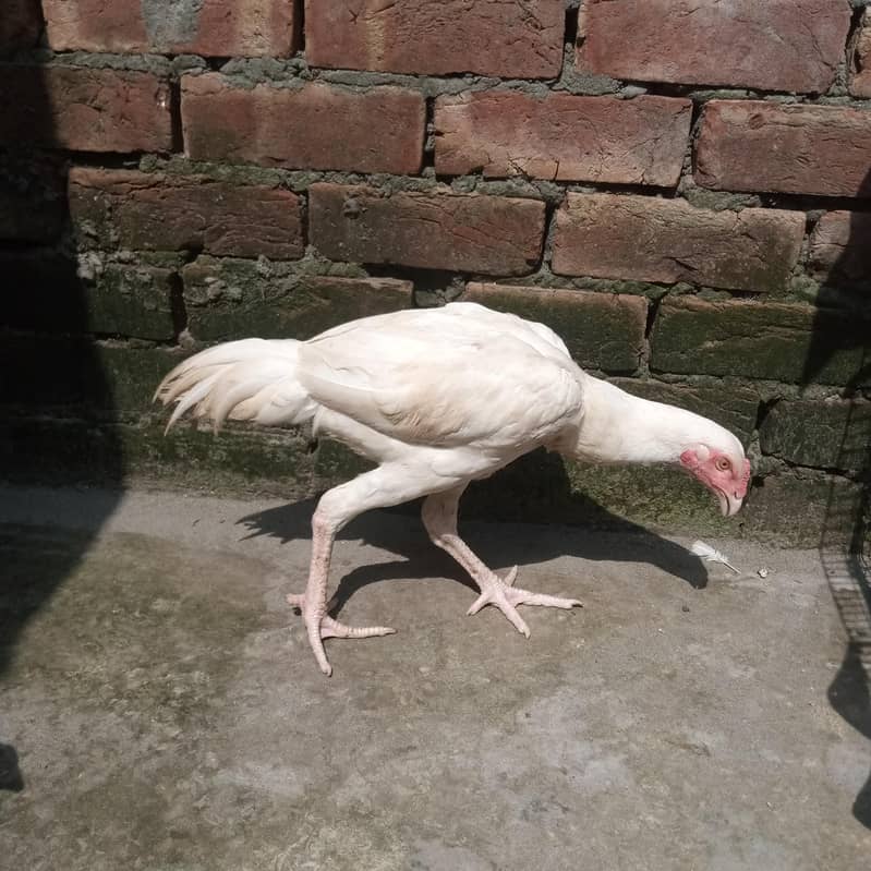 white heera 3