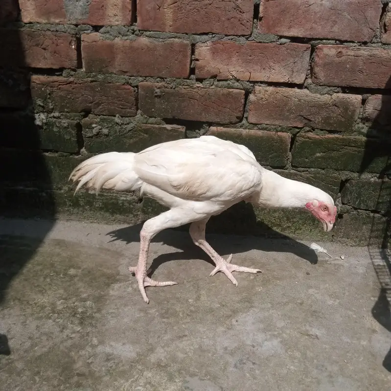 white heera — photo 4