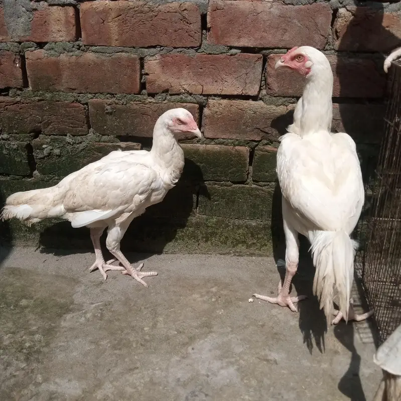 white heera — photo 5