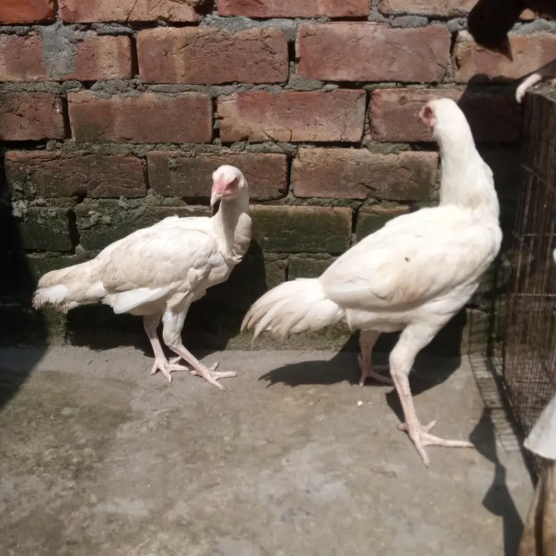 white heera — photo 6