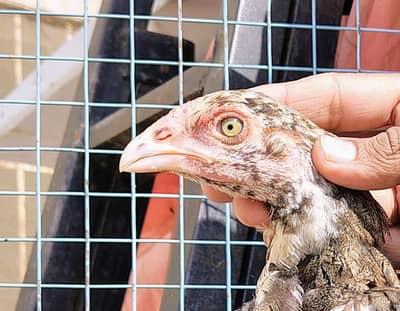 Beautiful and quality Aseel chicks