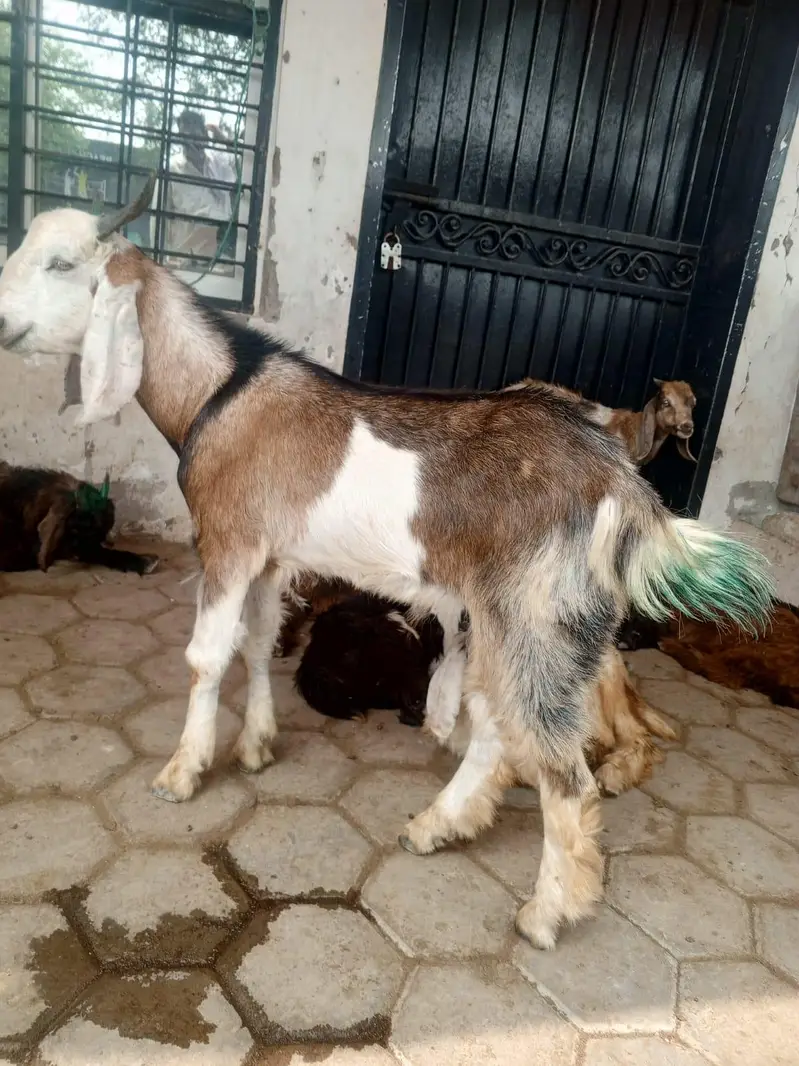 Bakar sadaka hakika — photo 3