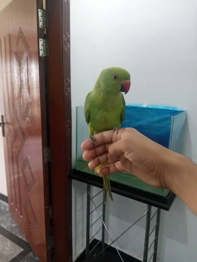green parrot