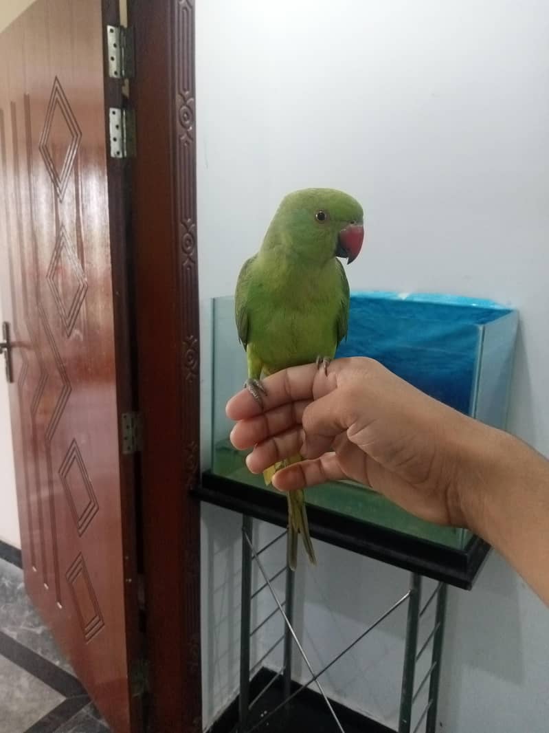 green parrot 0
