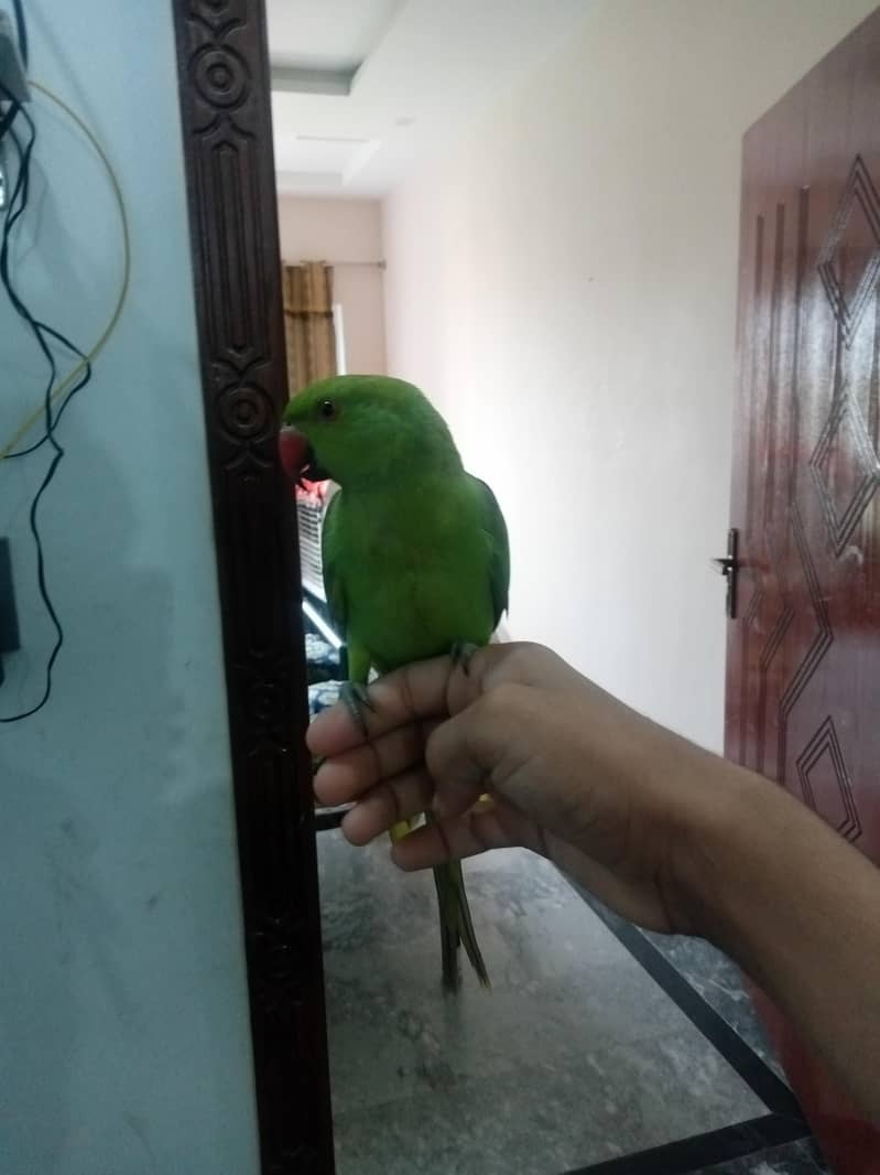 green parrot 1