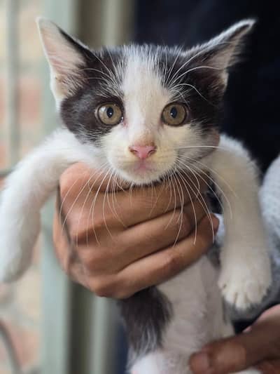 Parsian & British shorthair mix breed kitten (male female and pair)