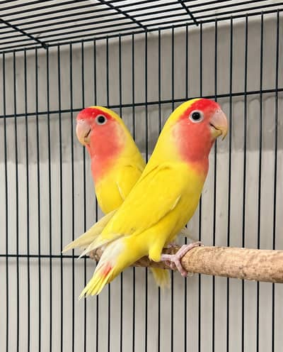 lovebirds pair