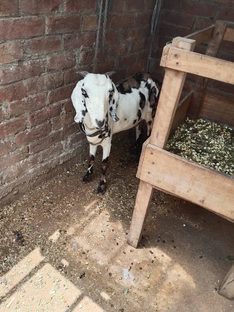 tedy bakri 0