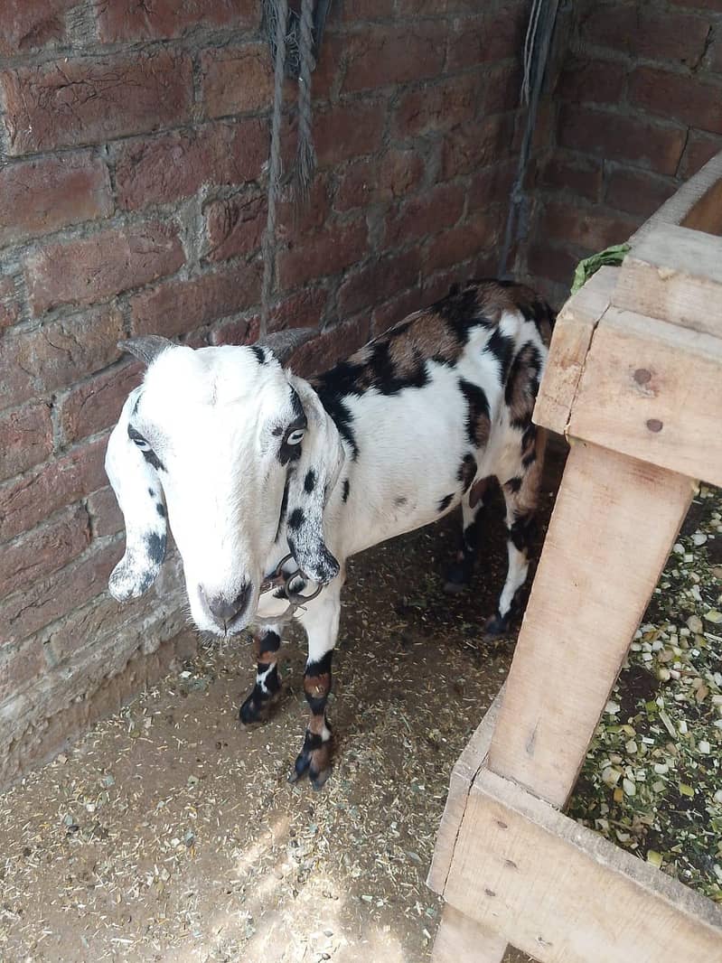 tedy bakri 1