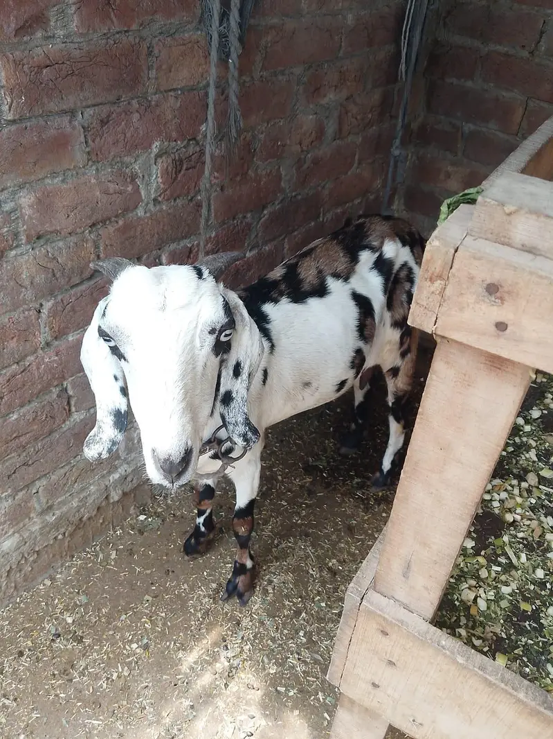tedy bakri — photo 2