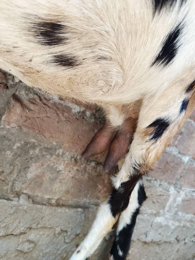 tedy bakri 2
