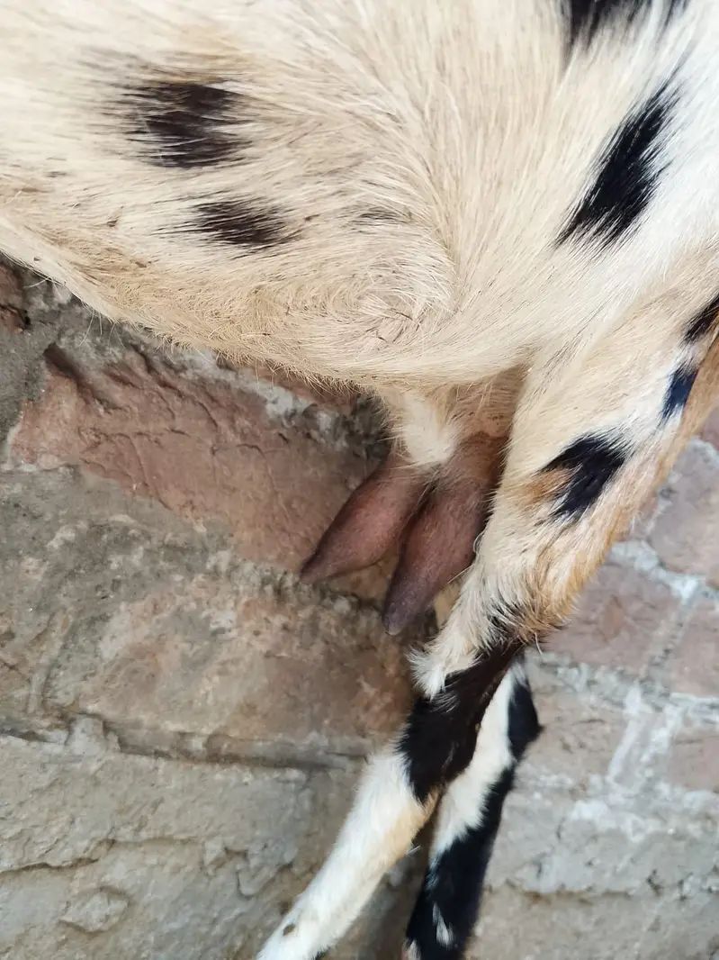 tedy bakri — photo 3