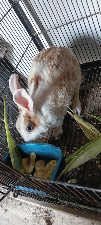 Female Rabbit