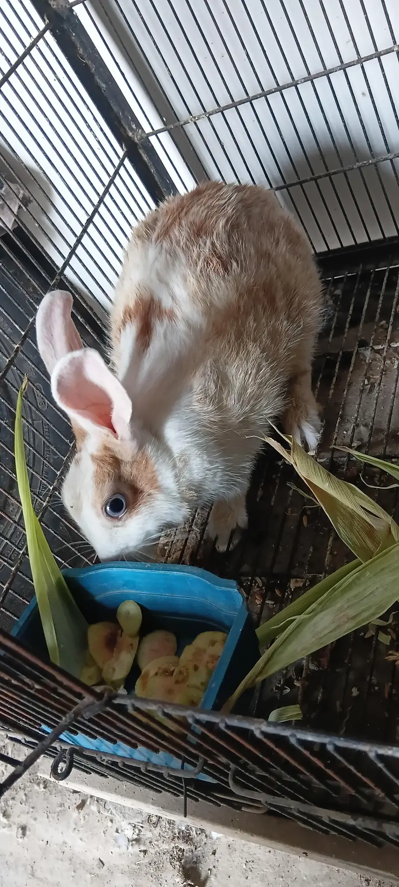 Female Rabbit